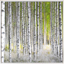 Sunlight Birches - Framed Canvas