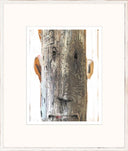 The Hidden Series XI