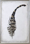 Feather Study I