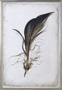 Feather Study IV