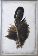 Feather Study II