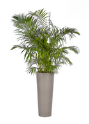 Arbor Planter - Large